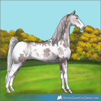 Horse Color:White Spotted Chocolate Silver Buckskin Chinchilla Dun Sabino 