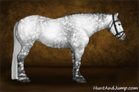 Horse Color:Gray Black Appaloosa