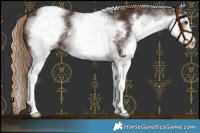 Horse Color:White Spotted Liver Chestnut 
