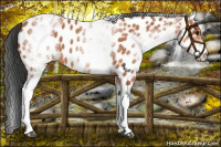 Horse Color:White Spotted Bay Appaloosa