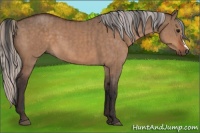 Horse Color:Bay Dun  and Silver Bay Dun 