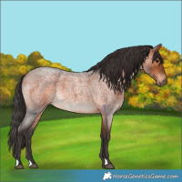 Horse Color:Bay Roan