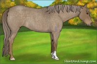 Horse Color:Chocolate Palomino Roan 