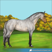 Horse Color:Silver Buckskin Roan 