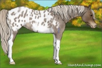 Horse Color:Silver Smoky Blue Roan Tobiano Appaloosa
