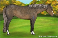 Horse Color:Chocolate Palomino Roan Sabino