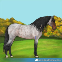 Horse Color:Brown Roan