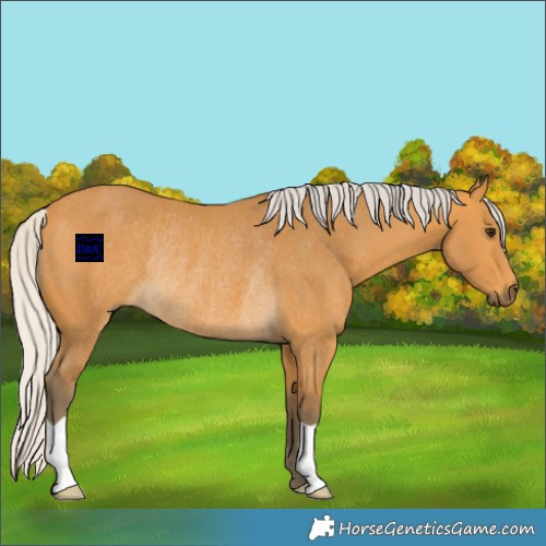 Horse Color:Silver Buckskin Rabicano 