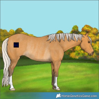 Horse Color:Silver Buckskin Rabicano