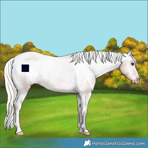 Horse Color:Silver Bay Appaloosa