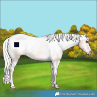 Horse Color:Silver Bay Varnish