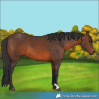 Horse Color:Brown 