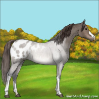Horse Color:Brown Dun Mushroom Appaloosa 