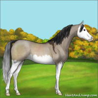 Horse Color:Brown Dun Splash 