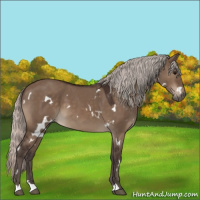 Horse Color:White Spotted Silver Brown Dun 