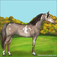 Horse Color:White Spotted Liver Red Dun 