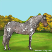Horse Color:White Spotted Silver Blue Roan 