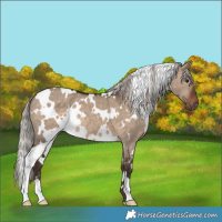 Horse Color:White Spotted Silver Brown Dun 