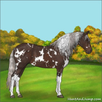 Horse Color:White Spotted Silver Brown 