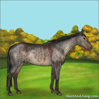 Horse Color:Brown Dun Brindle 