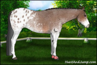 Horse Color:White Spotted Bay Roan Appaloosa 