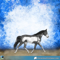 Horse Color:Black Sabino Frame Rabicano 