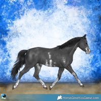 Horse Color:Black Sabino Rabicano 