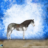 Horse Color:Smoky Black Sabino Splash Rabicano 