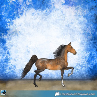 Horse Color:Buckskin Sabino 