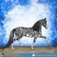 Horse Color:White Spotted Black Sabino Rabicano