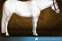 Horse Color:Gray Gold Champagne Tobiano Rabicano