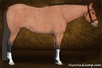 Horse Color:Bay Roan 