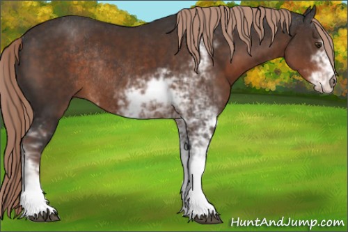 Horse Color:Liver Chestnut Sabino Rabicano 