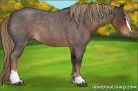 Horse Color:Liver Red Roan Sabino Rabicano 