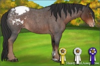 Horse Color:Liver Red Roan Sabino Appaloosa Rabicano 