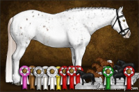 Horse Color:Liver Red Roan Tobiano Appaloosa