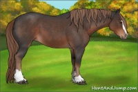 Horse Color:Liver Red Roan Sabino 