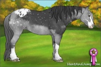 Horse Color:Blue Roan Sabino Appaloosa 