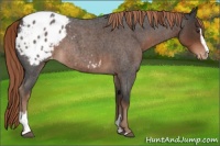 Horse Color:Liver Red Roan Sabino Appaloosa Rabicano 