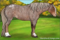 Horse Color:Liver Red Roan Sabino Appaloosa 