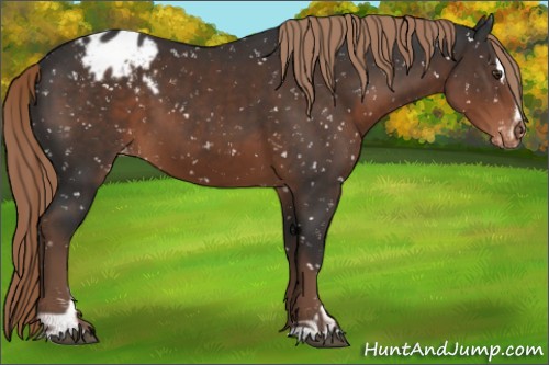 Horse Color:Liver Chestnut Sabino Appaloosa 