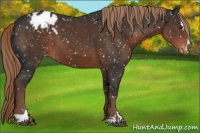 Horse Color:Liver Chestnut Sabino Appaloosa 