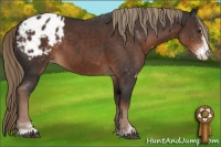 Horse Color:Liver Chestnut Sabino Appaloosa 