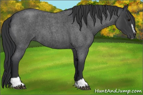 Horse Color:Blue Roan Sabino 