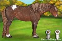 Horse Color:Liver Red Roan Sabino Appaloosa 