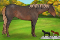 Horse Color:Liver Red Roan Sabino 