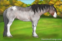 Horse Color:Brown Roan Sabino Appaloosa 