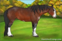 Horse Color:Brown Sabino 