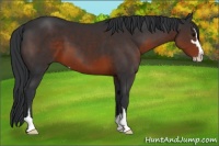 Horse Color:Brown Sabino 