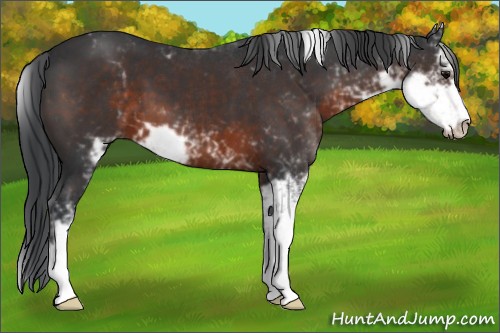 Horse Color:Brown Sabino 
